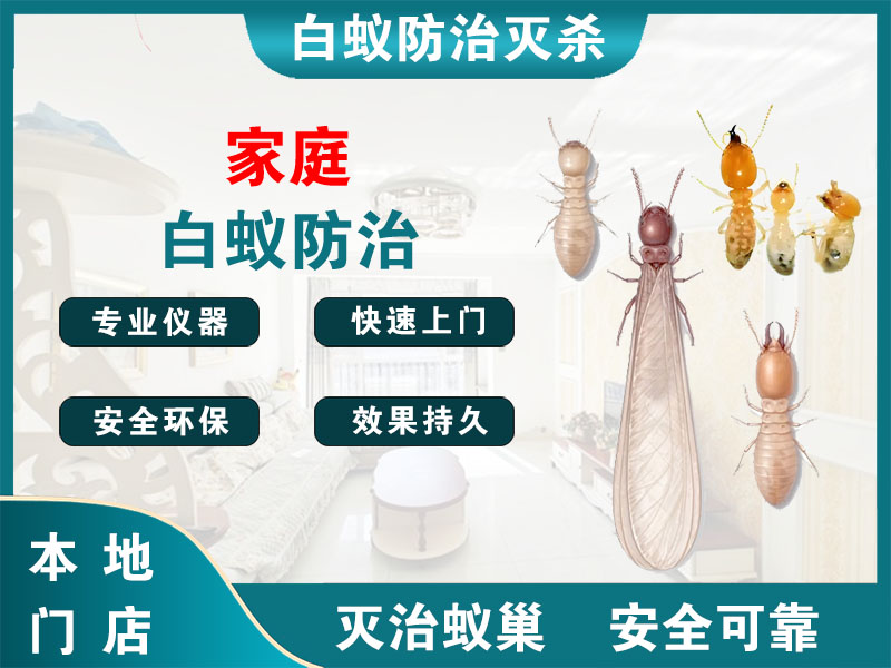 上海家庭白蚁防治