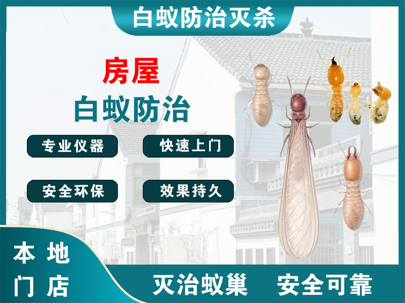 上海房屋白蚁防治